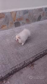 Cucciolone di pomerania