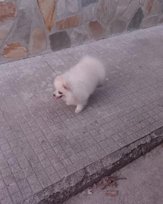 Cucciolone di pomerania