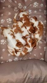 Cavalier king
