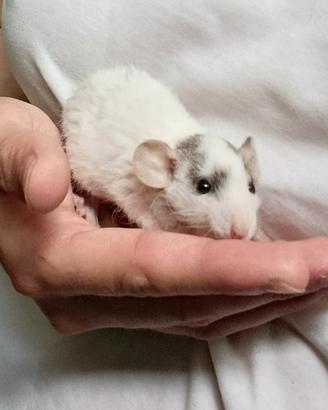 Ratti domestici
