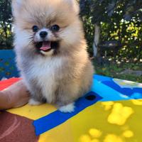 Cuccioli volpino pomerania