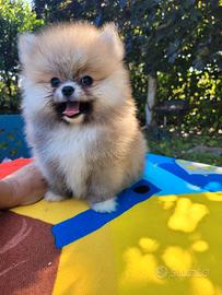 Cuccioli volpino pomerania
