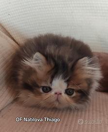 Gattino persiano
