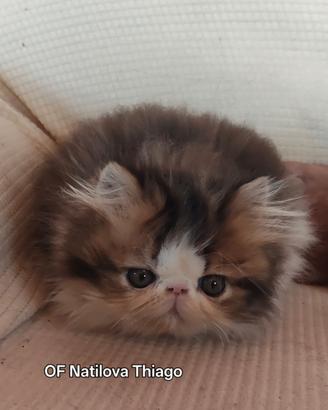 Gattino persiano