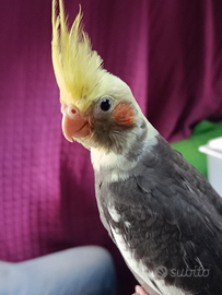 Calopsite allevata a mano