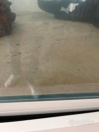 Sabbia per acquario dolce
