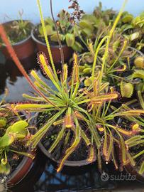 Pianta Carnivora Drosera Capensis