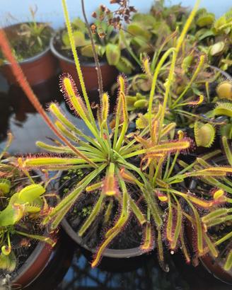 Pianta Carnivora Drosera Capensis