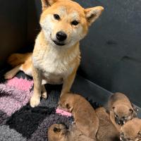 Shiba con pedigree ENCI