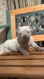 American bully