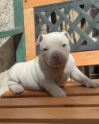 American bully