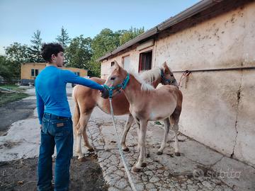 Haflinger
