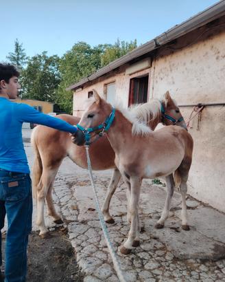 Haflinger