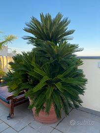 Painte: Cycas, Olivo, Melograno e Palma Syagrus