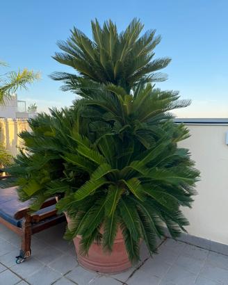 Painte: Cycas, Olivo, Melograno e Palma Syagrus