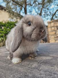 Conigli minilop cuccioli