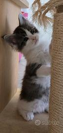 Maine coon cuccioli xl
