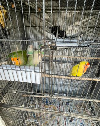 Pappagalli inseparabili