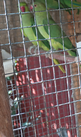 Coppia femmine parrocchetto