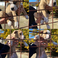 Pitbull ultima cucciola