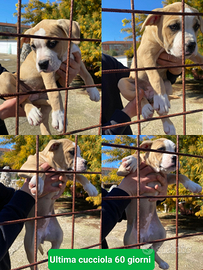 Pitbull ultima cucciola