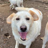 Cagnolino anziano in attesa di un riscatto