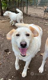 Cagnolino anziano in attesa di un riscatto