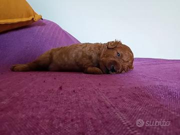 Cucciolo di Barboncino Toy