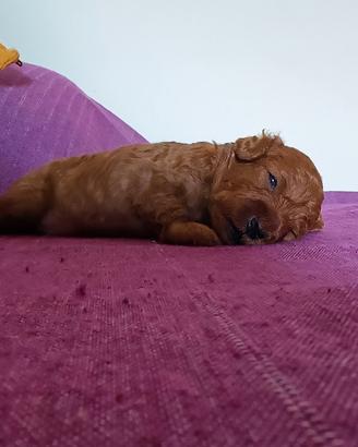 Cucciolo di Barboncino Toy
