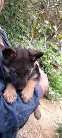Cucciolo pastore tedesco