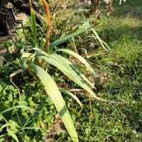 Iris barbata Indiana Chief