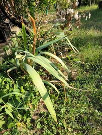 Iris barbata Indiana Chief