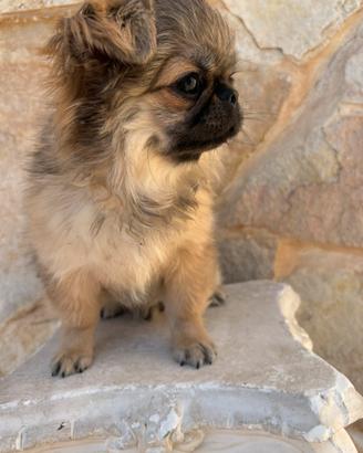Chihuahua ?