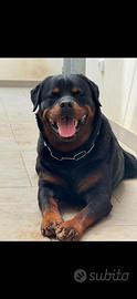 Rottweiler x monte