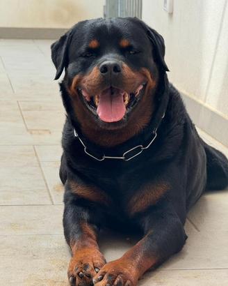Rottweiler x monte