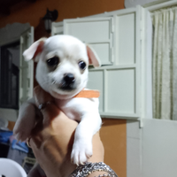 Cuccioli chihuahua