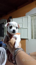 Cuccioli chihuahua