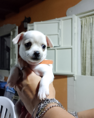 Cuccioli chihuahua