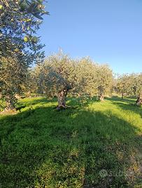 Terreno Uliveto