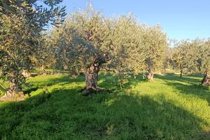 Terreno Uliveto