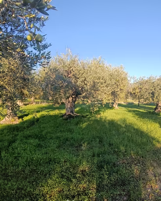 Terreno Uliveto