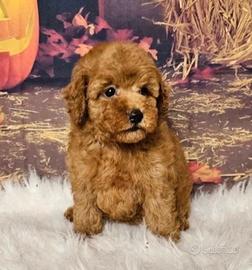 Cuccioli barboncini toy M e F