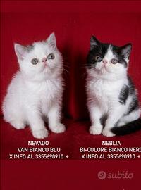 Cucciolo di razza exotic shorthair disponibili