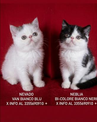 Cucciolo di razza exotic shorthair disponibili
