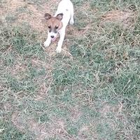 Cuccioli Jack Russell con PEDIGREE