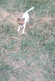 Cuccioli Jack Russell con PEDIGREE