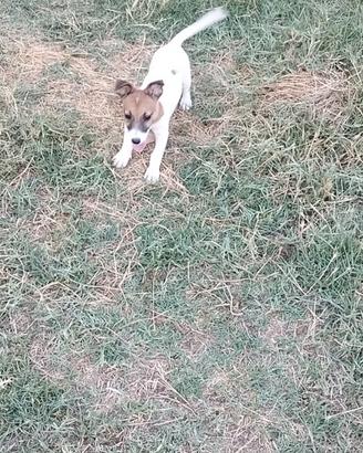 Cuccioli Jack Russell con PEDIGREE