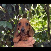 Cuccioli di bassotto