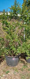 LAGERSTROEMIA ALTA 2M LARGA 2 M IN VASO 70CM