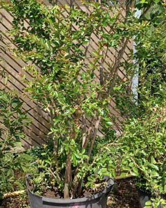 LAGERSTROEMIA ALTA 2M LARGA 2 M IN VASO 70CM